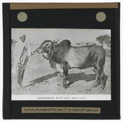 Thumbnail for Mahadeswara Betta Bull (Belsal Breed)