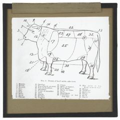 Thumbnail for Points of Beef Cattle, Side View