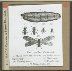 Thumbnail for No. 33