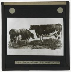 Thumbnail for A Beautiful Yorkshire Cow