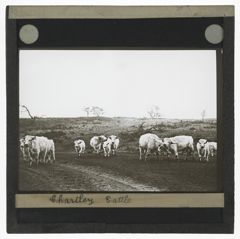 Thumbnail for Chartley Cattle