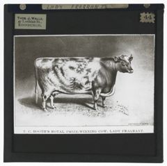 Thumbnail for T C Booth's Royal Prize-Winning Cow, Lady Fragrant