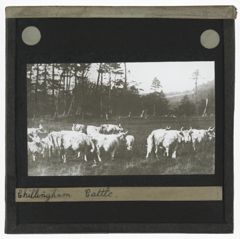 Thumbnail for Chillingham Cattle