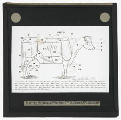 Thumbnail for Dutch Points of a Cow