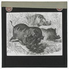 Thumbnail for Aelian's Wart-Hog