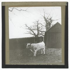 Thumbnail for Vaynol Bull