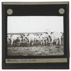 Thumbnail for Chartley Wild Cattle