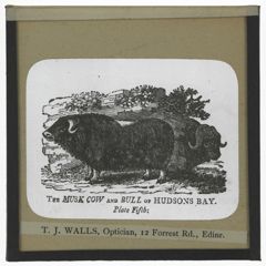 Thumbnail for The Musk Cow and Bull of Hudsons Bay