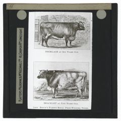 Thumbnail for Necklace and Bracelet - John Booth's Famous Royal Prize-Winning Twins