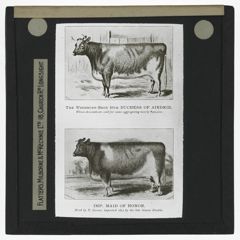 Thumbnail for The Woodburn-Bred 10th Duchess of Airdrie and the Imperial Maid of Honor