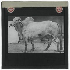 Thumbnail for Gir Bull