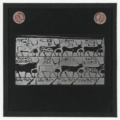 Thumbnail for Hamitic Longhorn Cattle of Ancient Egypt