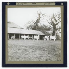 Thumbnail for Cadzow Cattle