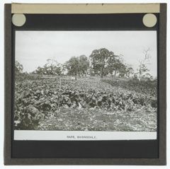 Thumbnail for Rape. Barinsdale.