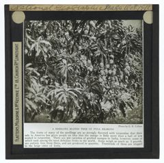 Thumbnail for A Seedling Mango Tree in Full Bearing