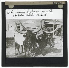 Thumbnail for Lake N'gami Bighorns Resembling Ankola Cattle, B.E.A., Africa