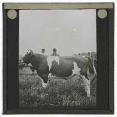 Thumbnail for Jersey Bull