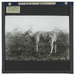 Thumbnail for Eland Bull