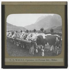 Thumbnail for Larne Swis[s]