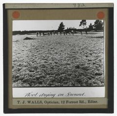 Thumbnail for Wool Drying on Ground, Islington, New Zealand
