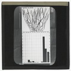 Thumbnail for Avena Elatior - Tall Oat Like Grass