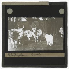 Thumbnail for Chillingham Cattle