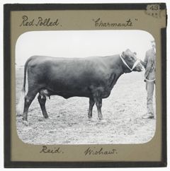 Thumbnail for Red Polled [Cow], "Charmante"