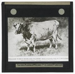 Thumbnail for William Tor's Highland Flower