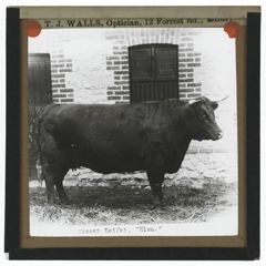 Thumbnail for Sussex Heifer, "Ella"