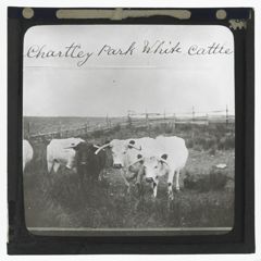 Thumbnail for Chartley Park White Cattle