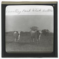 Thumbnail for Chartley Park White Cattle