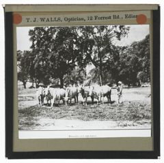 Thumbnail for Treading Out Corn