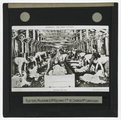 Thumbnail for Shearing in Full Swing - Australia: The Sheep Country