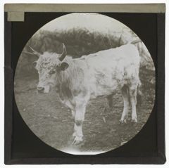 Thumbnail for [Vaynol?] Bull