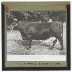 Thumbnail for Lincoln-Red Shorthorn Cow, "Seenigot Violet II"