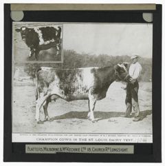 Thumbnail for "Rowena 2d" - Champion Cows in St. Louis Dairy Test