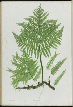 Thumbnail for The ferns of Great Britain and Ireland