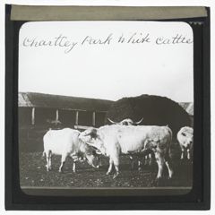 Thumbnail for Chartley Park White Cattle
