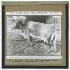 Thumbnail for Milking Shorthorn Cow, Champion III, Winner of the "Sydney Mail" Prize in the Butter-Fat Test