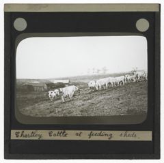 Thumbnail for Chartley Cattle at Feeding Sheds