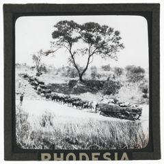 Thumbnail for Transport Wagon and Oxen in Rhodesia