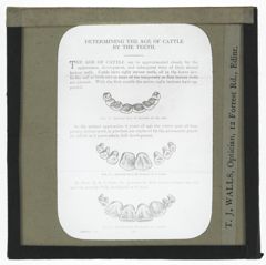 Thumbnail for Cattle Dentition - Age Determination
